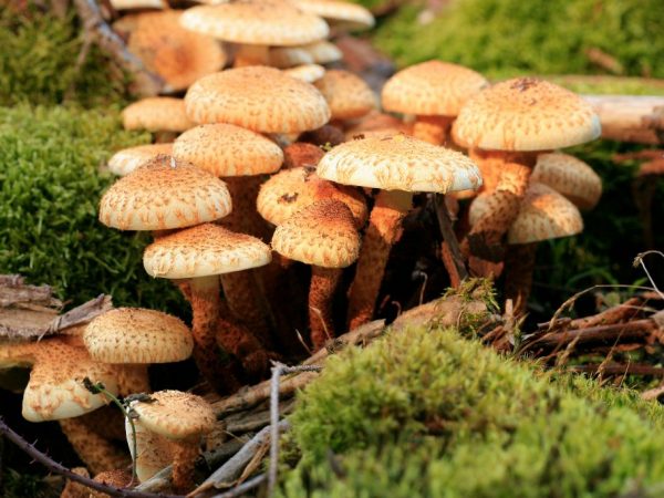Vlastnosti uspenského medového agaru