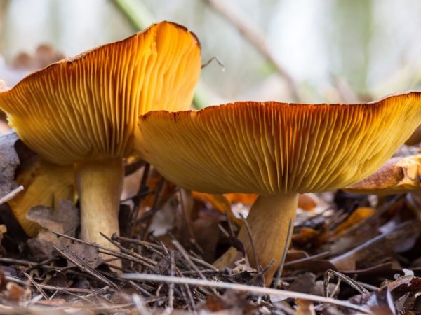 Konzumácia húb môže spôsobiť alergickú reakciu