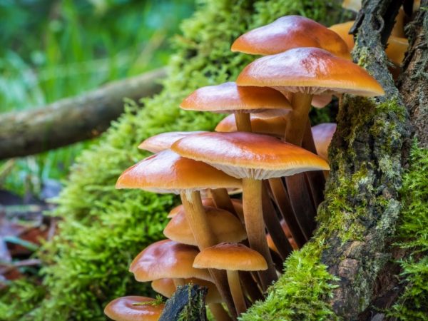 Charakteristika hríbového zimného medu