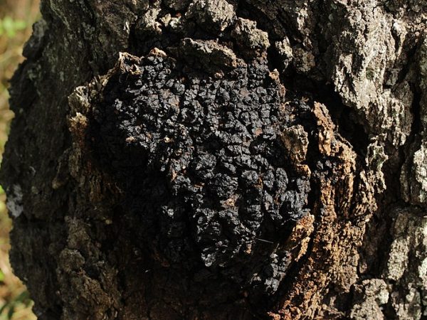 Popis huby chaga
