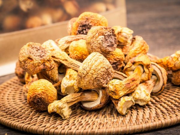 Brazílska huba agaric