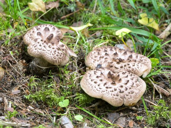 Hericium má niekoľko odrôd.