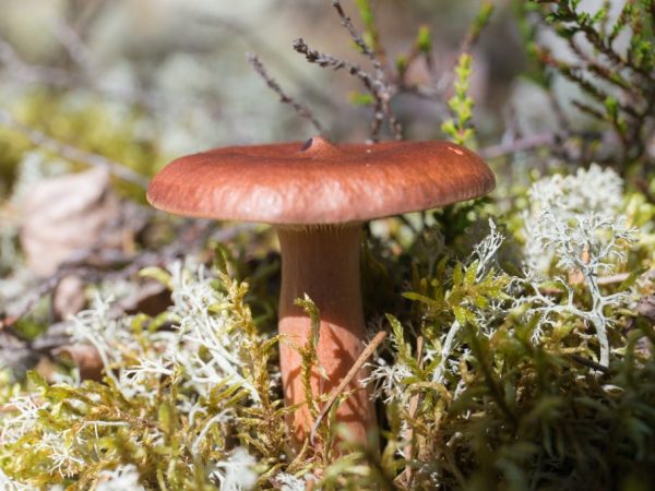 Horké huby (lactarius rufus) patria do čeľade russula, rodu Lacticella