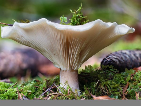 Hovorca bledej farby - nejedlá huba rodiny Ryadovkovye