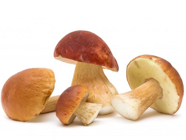 Čistenie a spracovanie hríbov