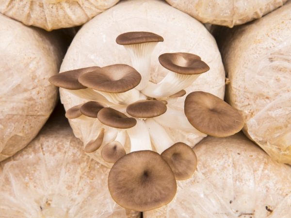 Je dôležité udržiavať optimálne teplotné podmienky