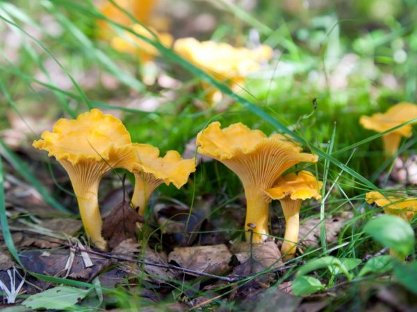 Druhy húb v Kaliningradskej oblasti
