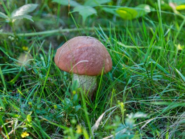 Na úrodu húb majú vplyv poveternostné podmienky