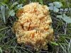 Vlastnosti huby Coral