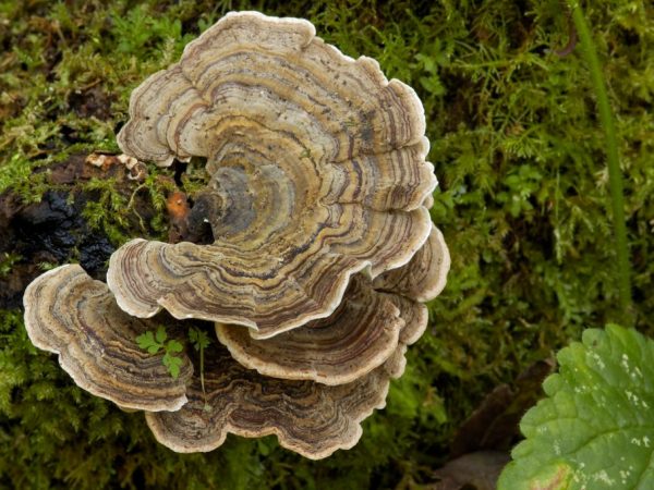 Polypore má antiseptické vlastnosti
