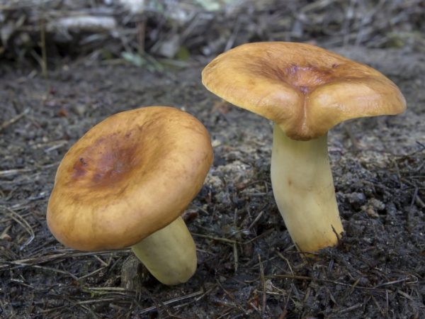 Falošná hrudka sa od skutočnej líši vzhľadom