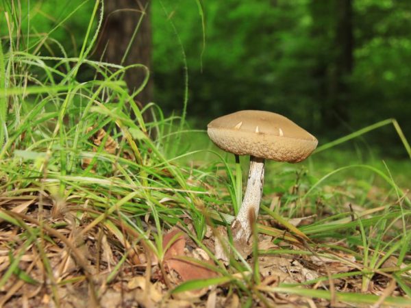 Falošná huba vyzerá ako hrudka