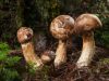 Popis húb Matsutake