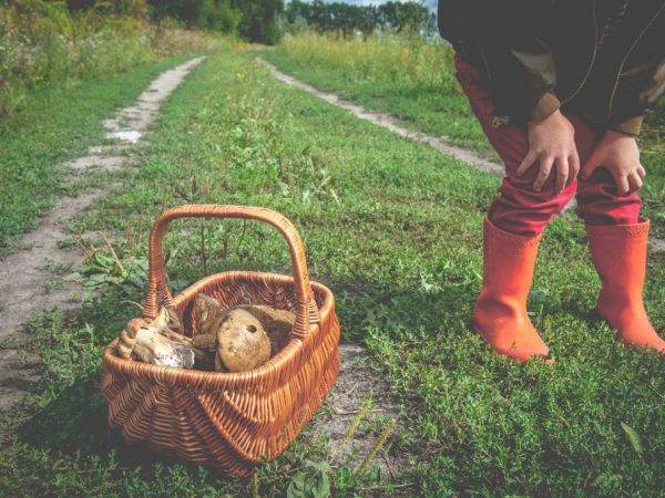 Huba je známa svojimi výživovými a liečivými vlastnosťami