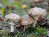 Popis Amanita panther