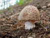 Vlastnosti Amanita šedo-ružovej