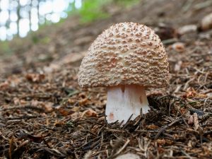Vlastnosti Amanita šedo-ružovej