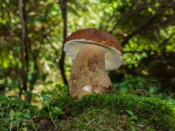 Huby na severe moskovského regiónu