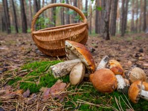 Huby na východe a západe moskovského regiónu