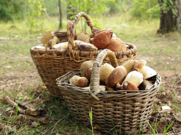 Huby na juhu moskovského regiónu