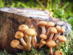 Huby Medové huby v Leningradskej oblasti