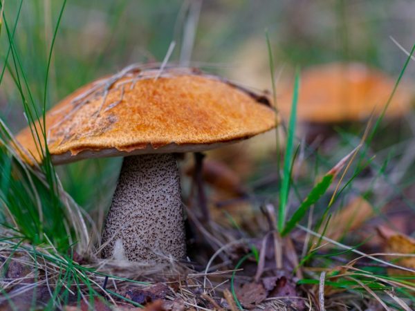 Jedlé huby regiónu Orenburg