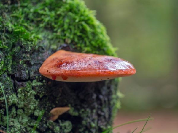 Pečeň patrí do skupiny polyporov, rodiny Fustilnovcov.