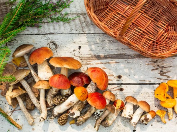 Osiky sa zbierajú v polovici leta a začiatkom jesene.