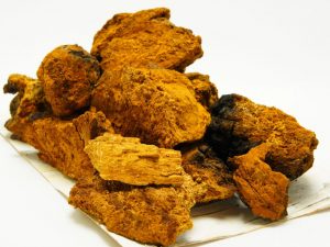 Liečivé vlastnosti huby chaga