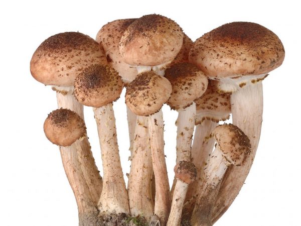 Užitočné a škodlivé vlastnosti medových húb