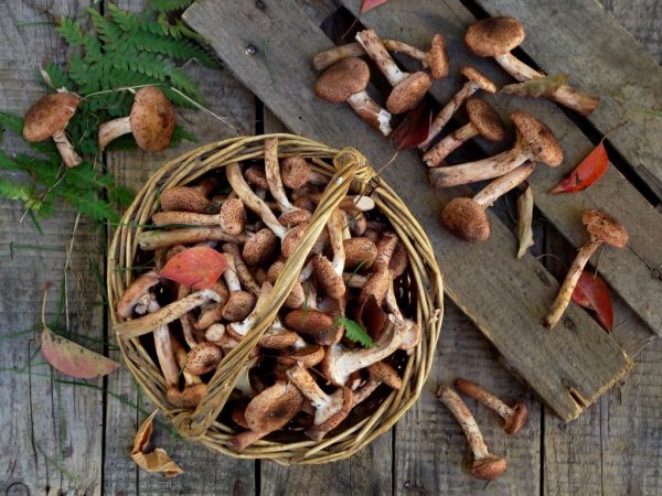 Huby znižujú hladinu cholesterolu