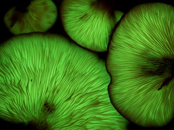 Fluorescenčné huby v tme žiaria