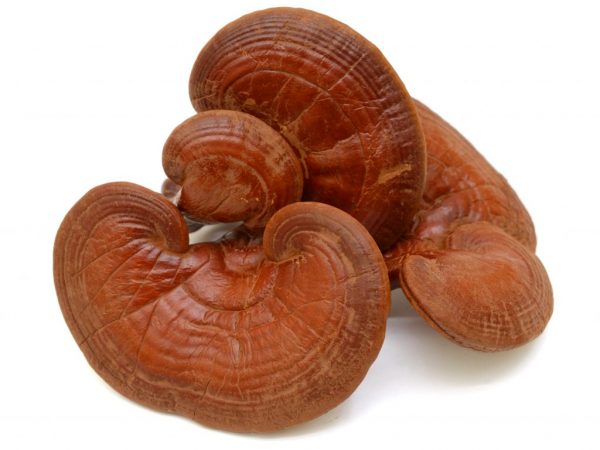 Liečivé vlastnosti huby Reishi