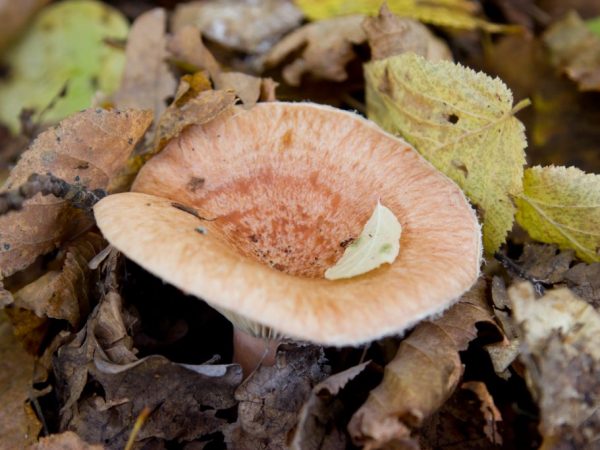 Ryzhici dostali toto meno kvôli farbe.