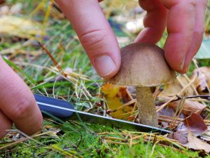 Hubárčenie v Sverdlovskej oblasti