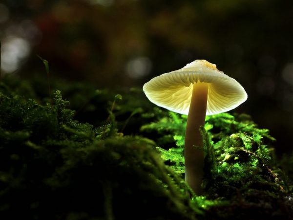 Plodnica obyčajne celá žiari