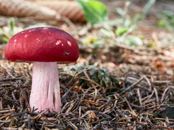 Russula Swamp je veľmi chutná