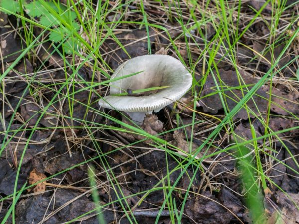 Russula sú všestranne použiteľné