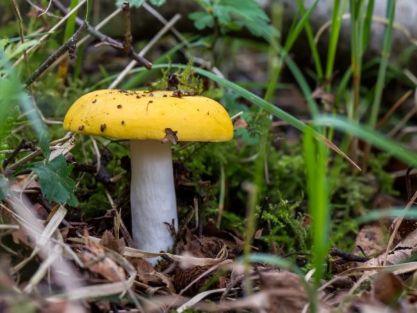 Žlč russula je nejedlý