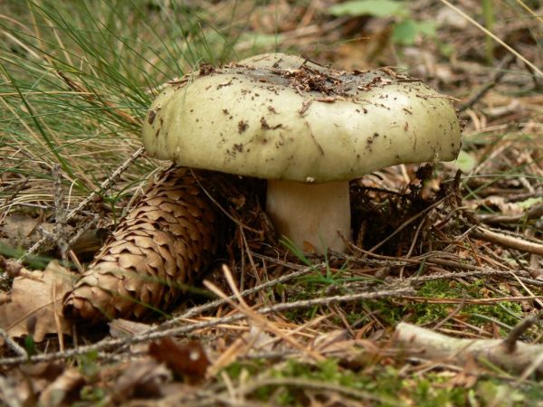 Opis zelenej rusuly a jej dvojnásobku