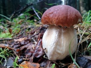 Druhy húb v Ulyanovskej oblasti