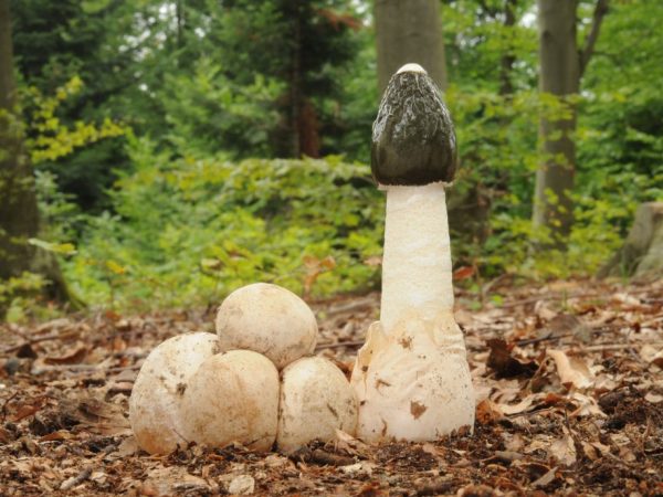 Veselka sa používa v kozmeteológii
