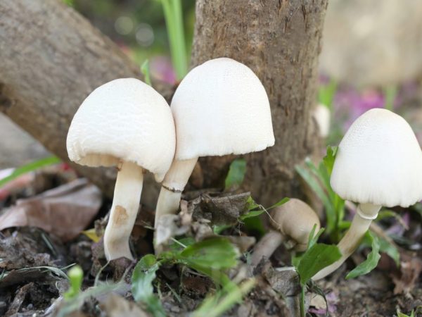 Amanita muscaria má dlhú nohu veľkú až 16 cm