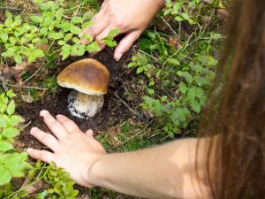 Žlčová huba spôsobí kolosálne poškodenie ľudskej pečene