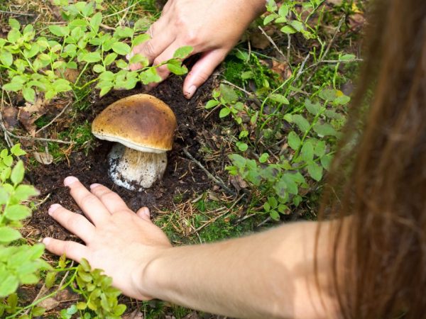 Žlčová huba spôsobí kolosálne poškodenie ľudskej pečene