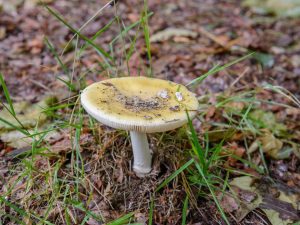 Russula rastú v listnatých alebo zmiešaných lesoch