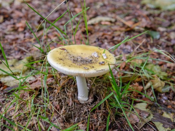 Russula rastú v listnatých alebo zmiešaných lesoch