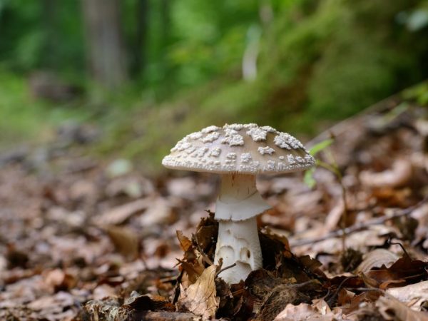 Popis hubového dáždnika