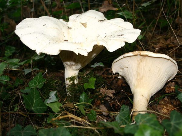 Obrovský hovorca