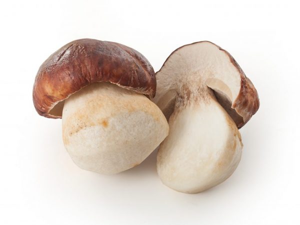 Boletus nie je vhodný na kŕmenie detí